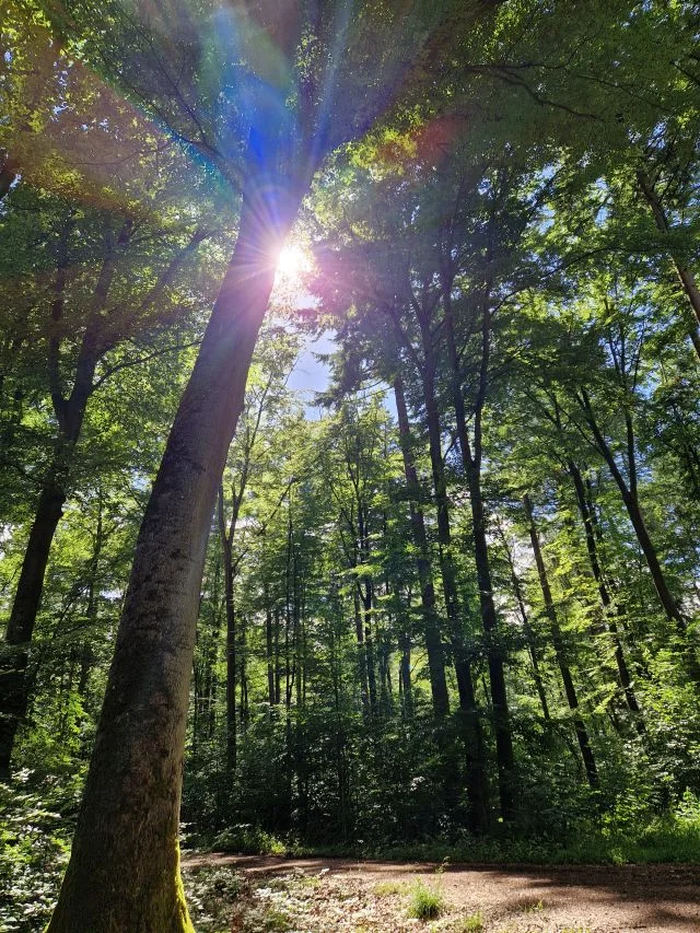 Soultouch Relax - Nicole Russo - Reiki, Hypnose und Energiearbeit - Wald